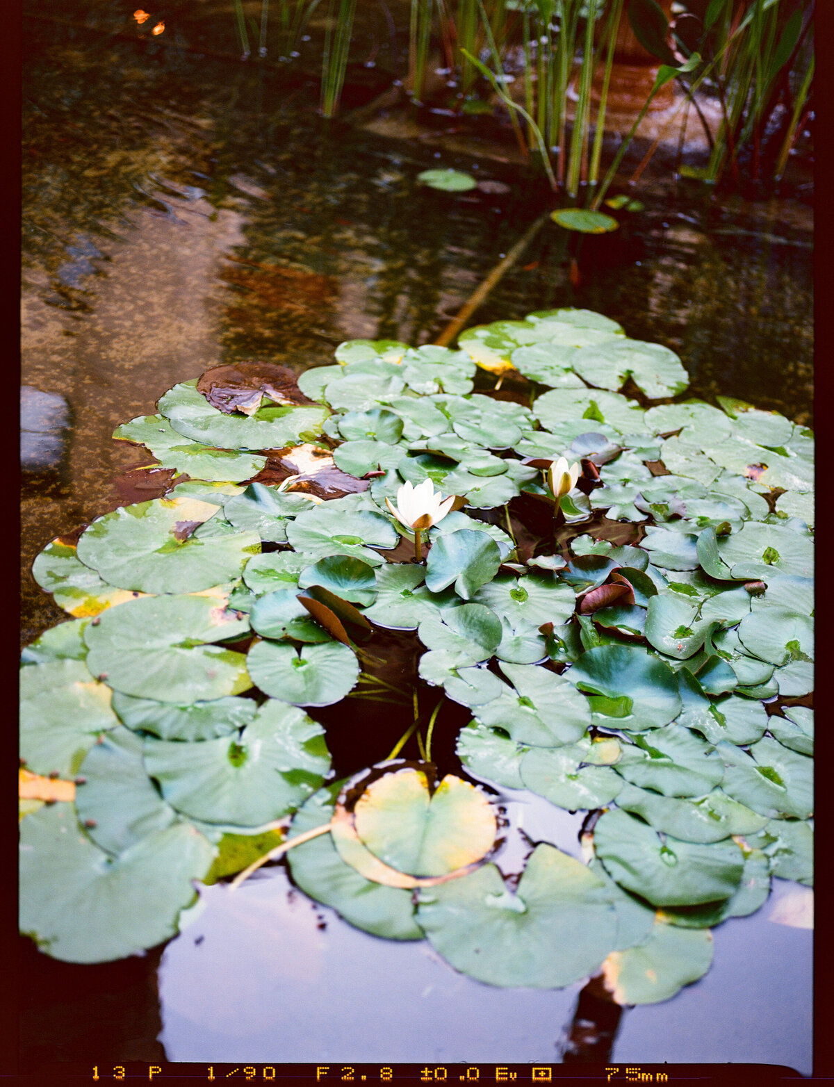 Ektar100120-crystalkphotos-1