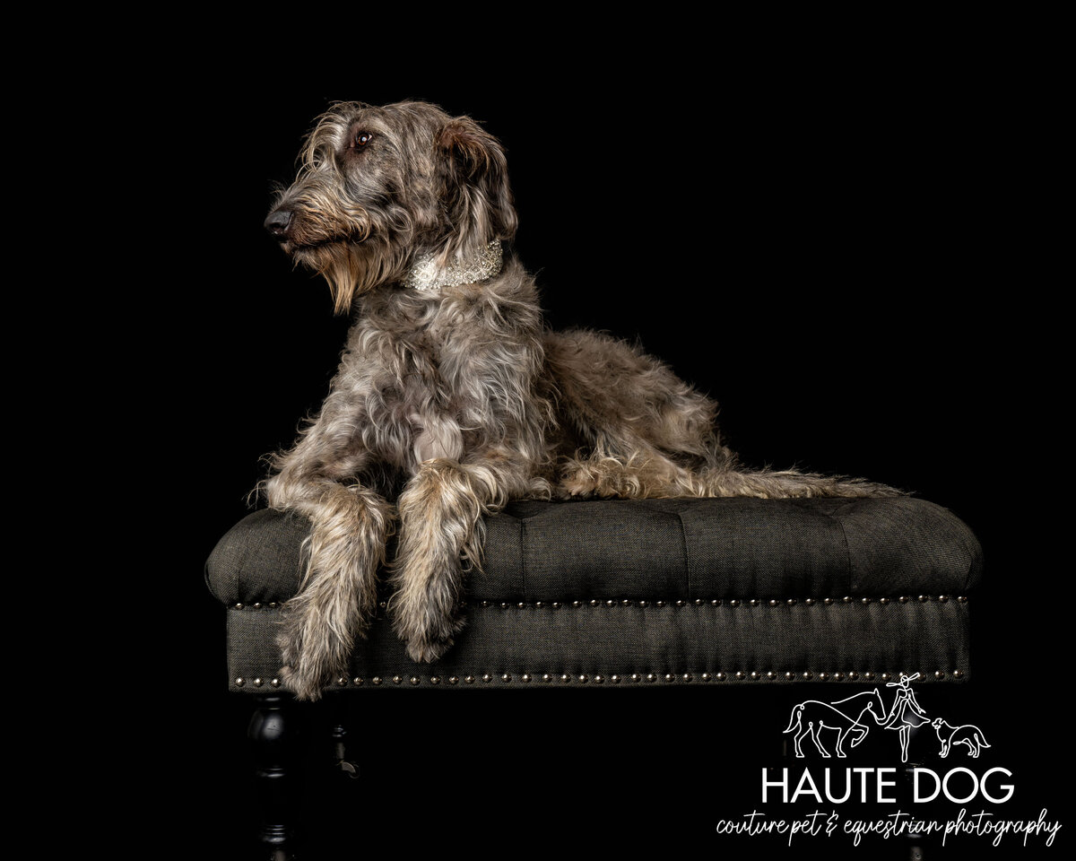 Elegant portrait of Irish Wolfhound dog posing on an ottoman, appearing majestic.