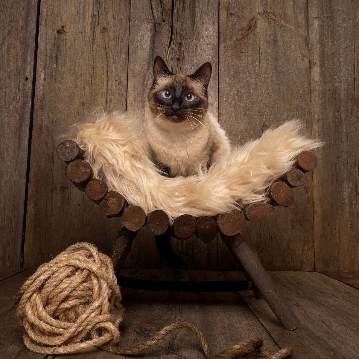 siamese cat on a wooden bench