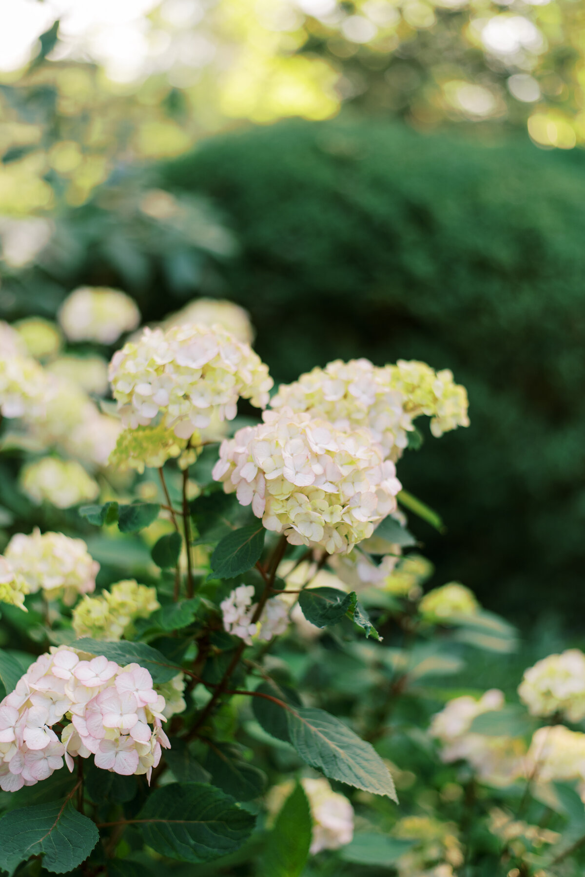 MadiAlexEngagement-fullsize-109