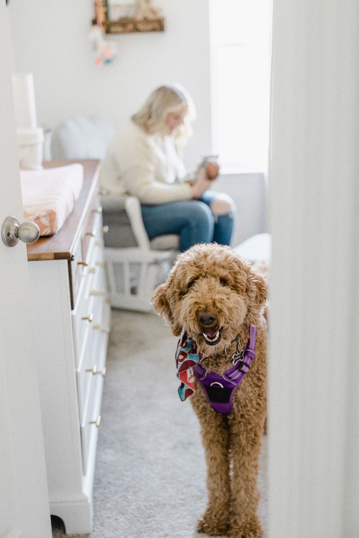 dog peering out from nursery