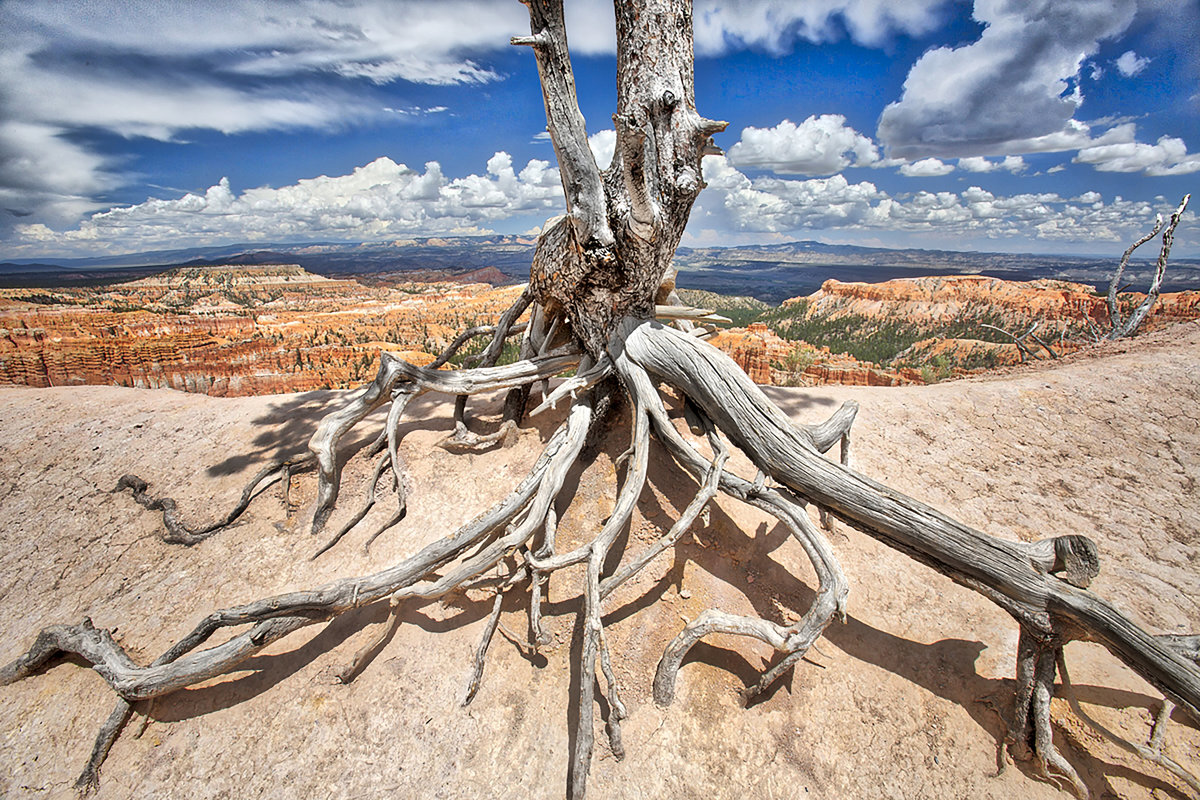 Bryce Inspiration Pt  Tree 2016_k1a8845_HDR_edit.tiff copy