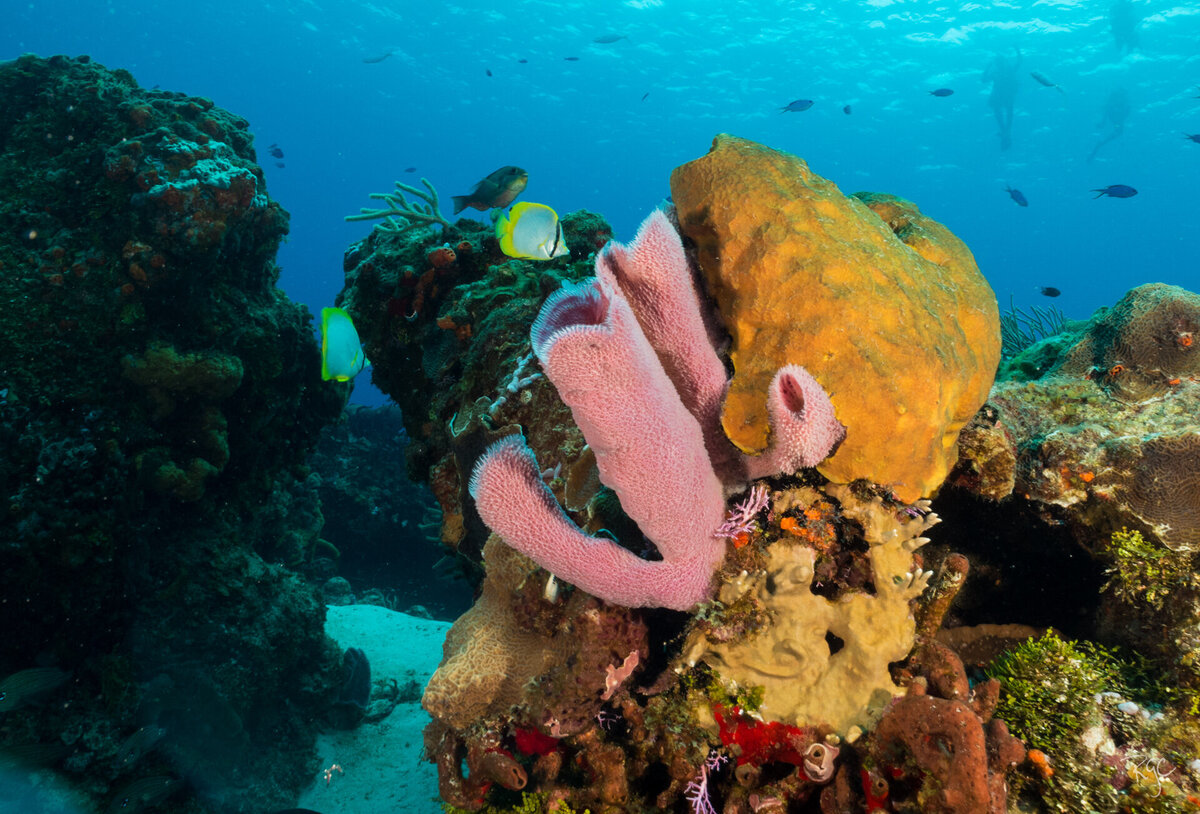 RGEORGE_2016_Cozumel_IMG_3014_0271