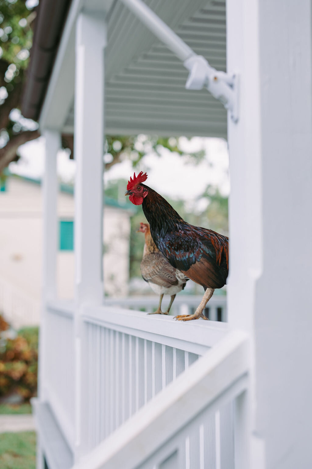 guest list management, wedding day, wedding day timeline, key west roosters