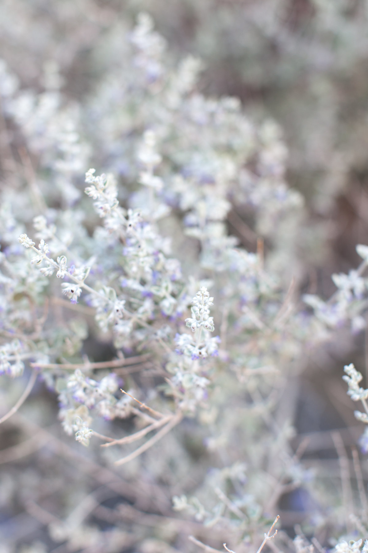 170401_Joshua tree_0031