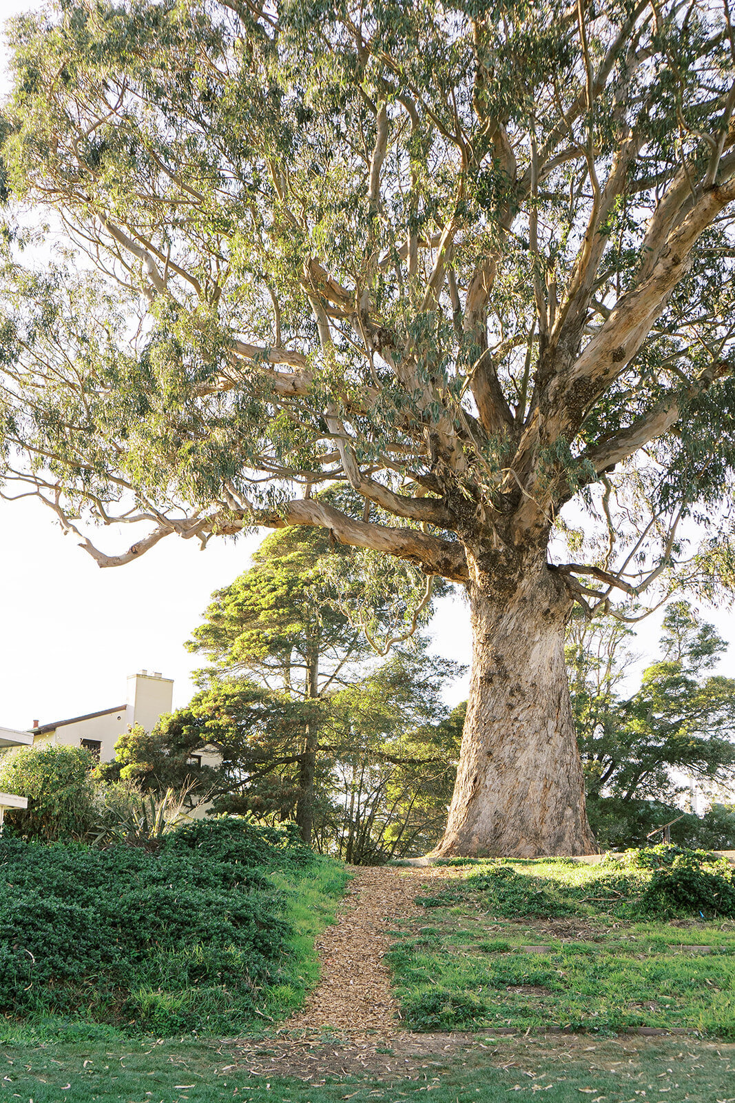 san-francisco-generals-residence-wedding-monica-lam-photography-ceremony-2