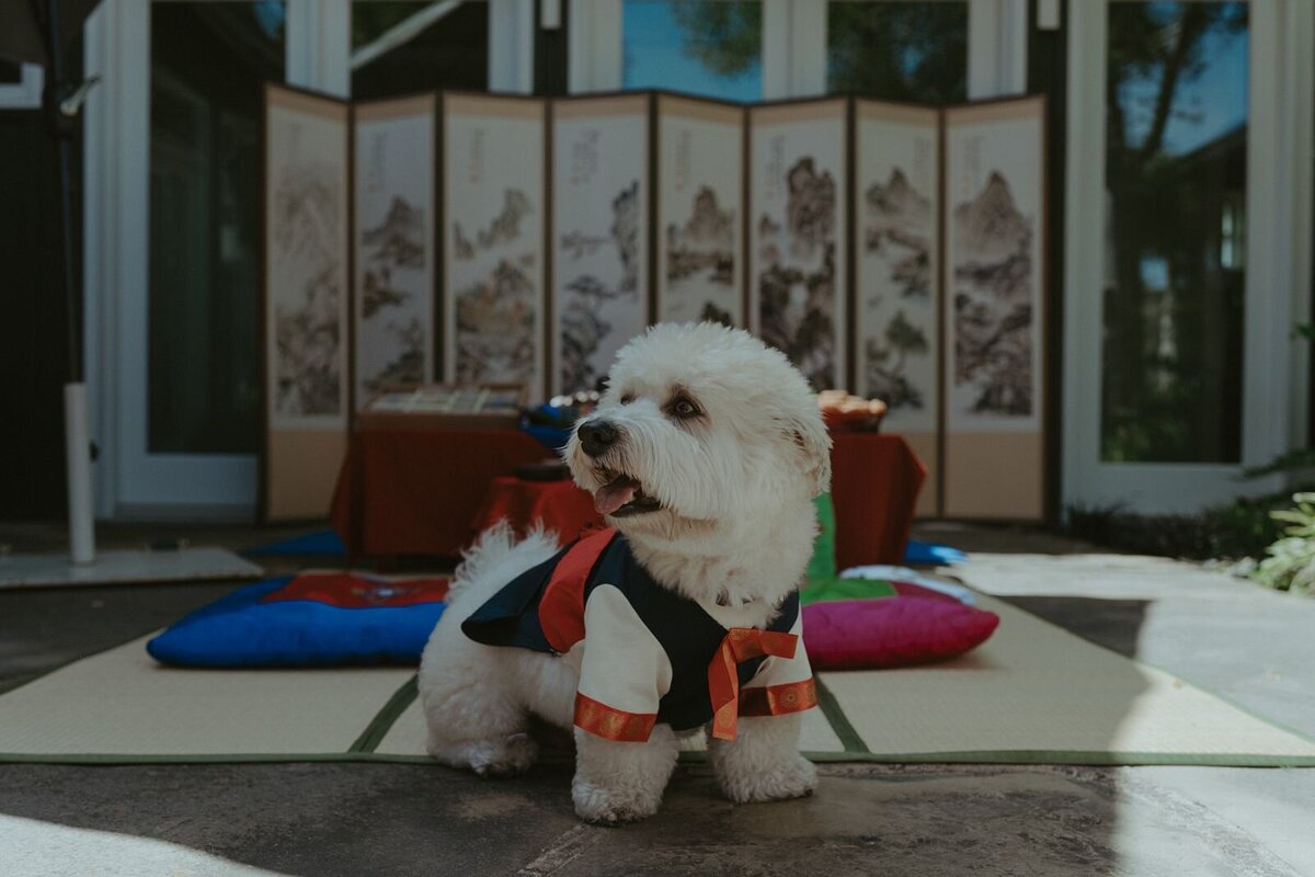 korean-dog-wedding