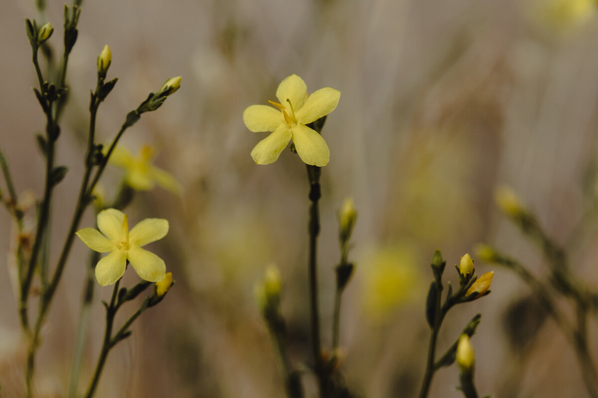 flower_field_yellow_7928