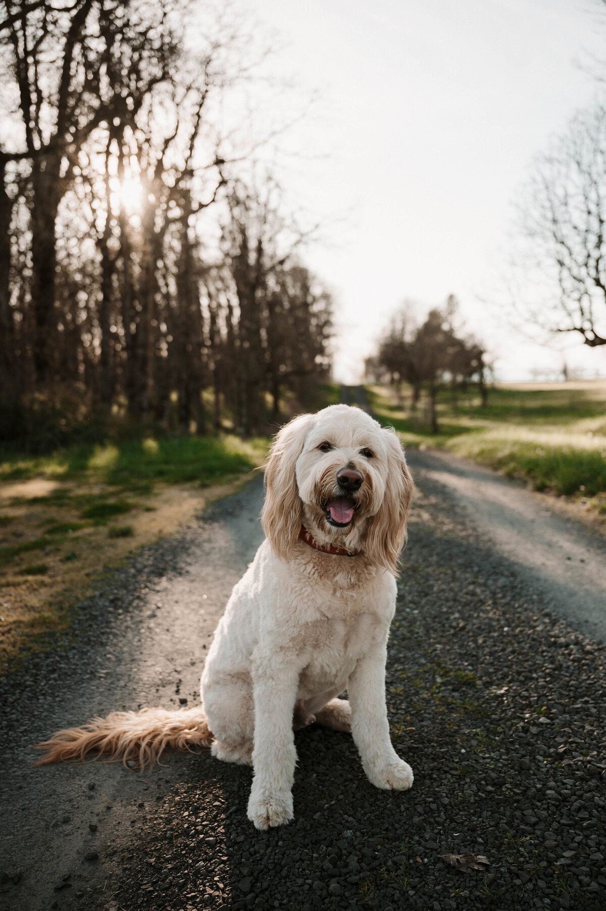 Arlo-8415
