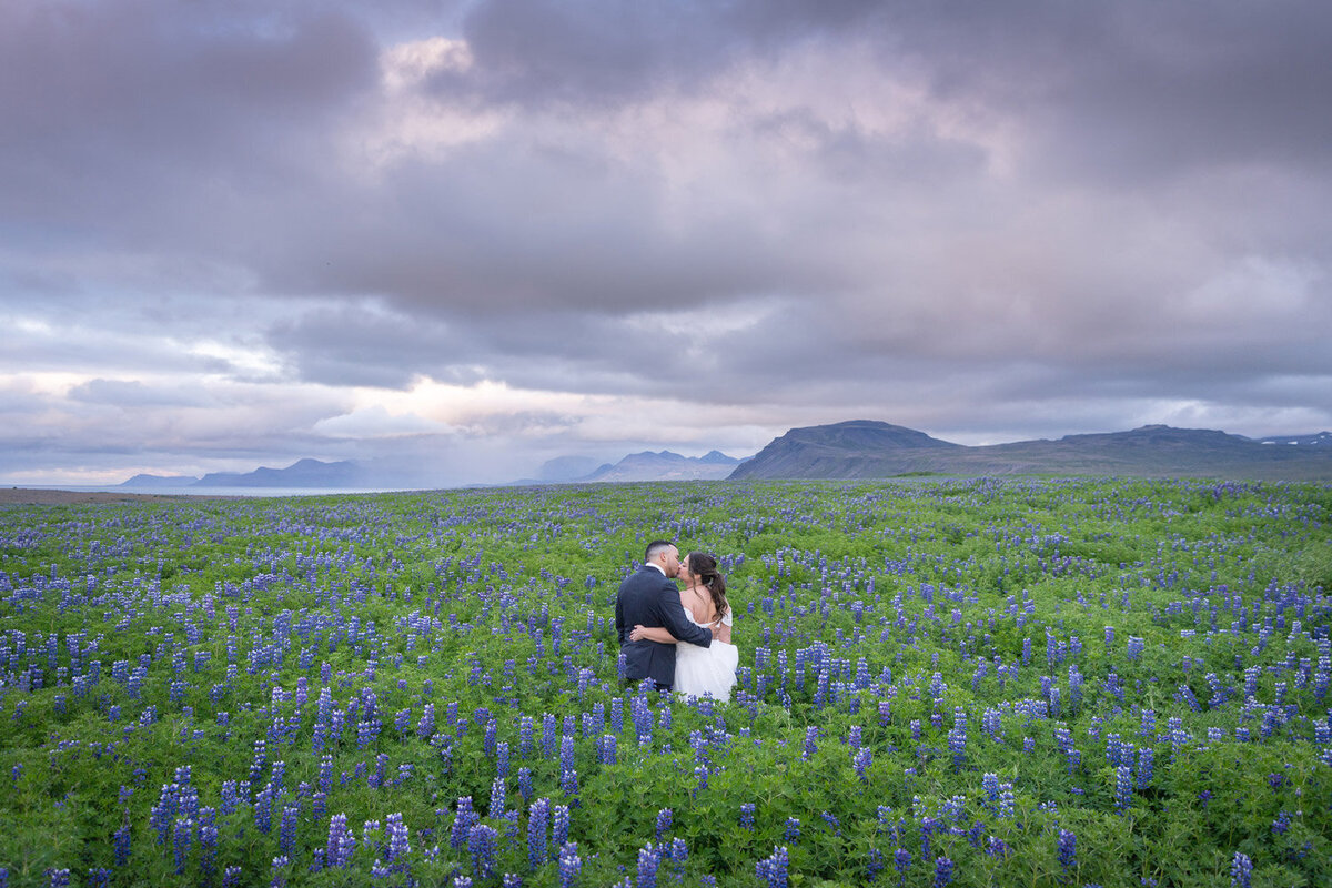 Iceland-elopement-lupines-midnight-sun