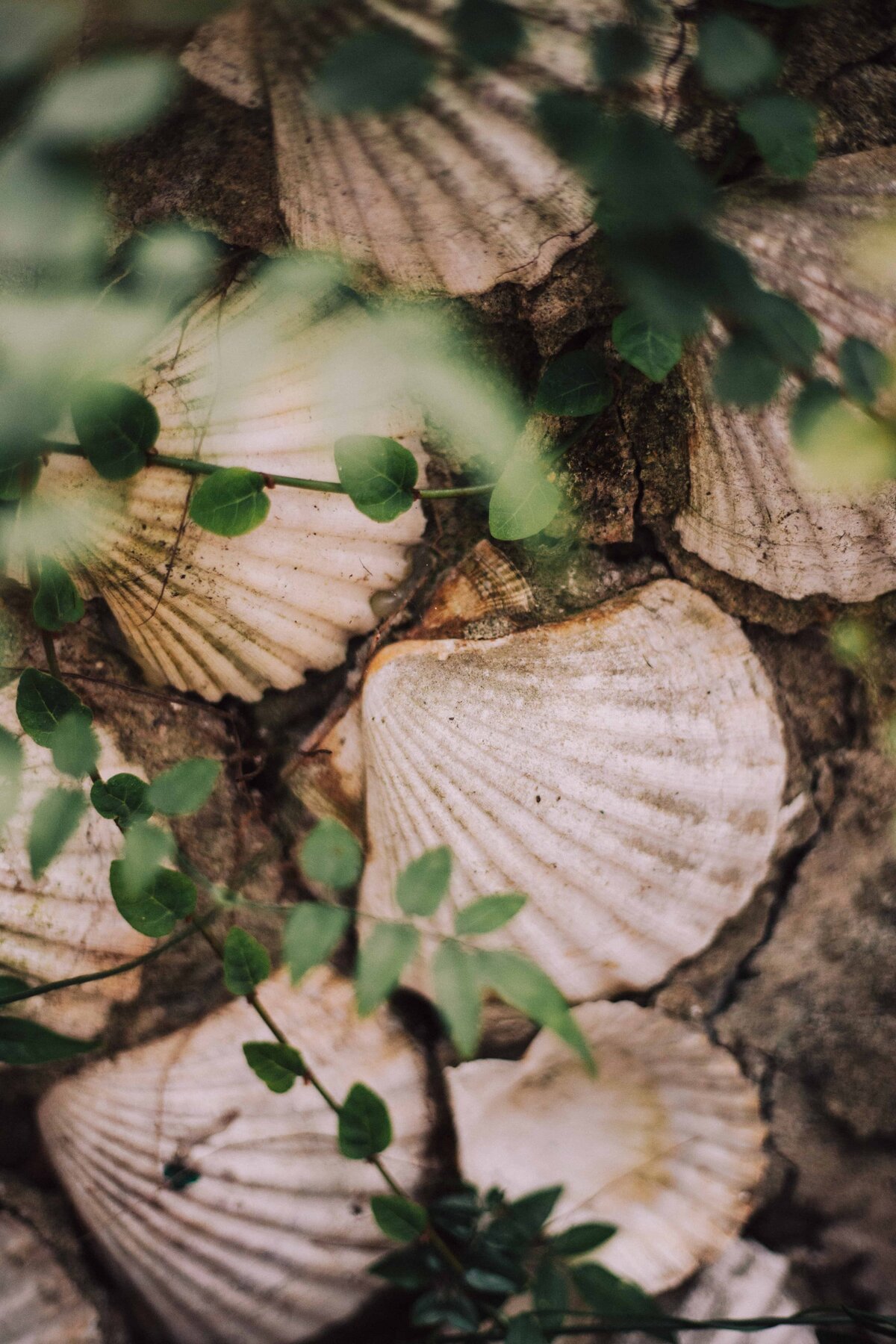 details and close up of seashells at and aerial retreat in the algarve portugal in 2025