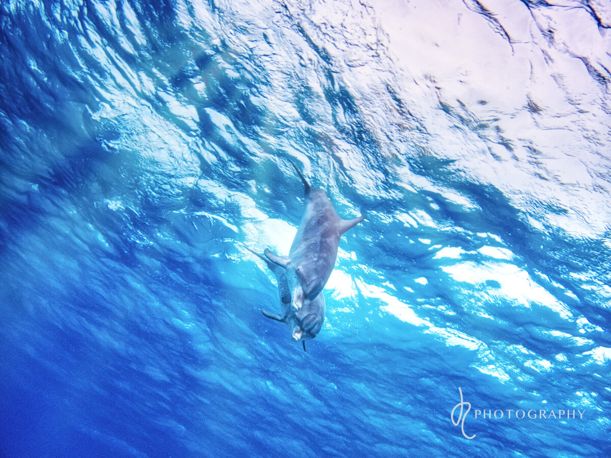 Bimini dolphins