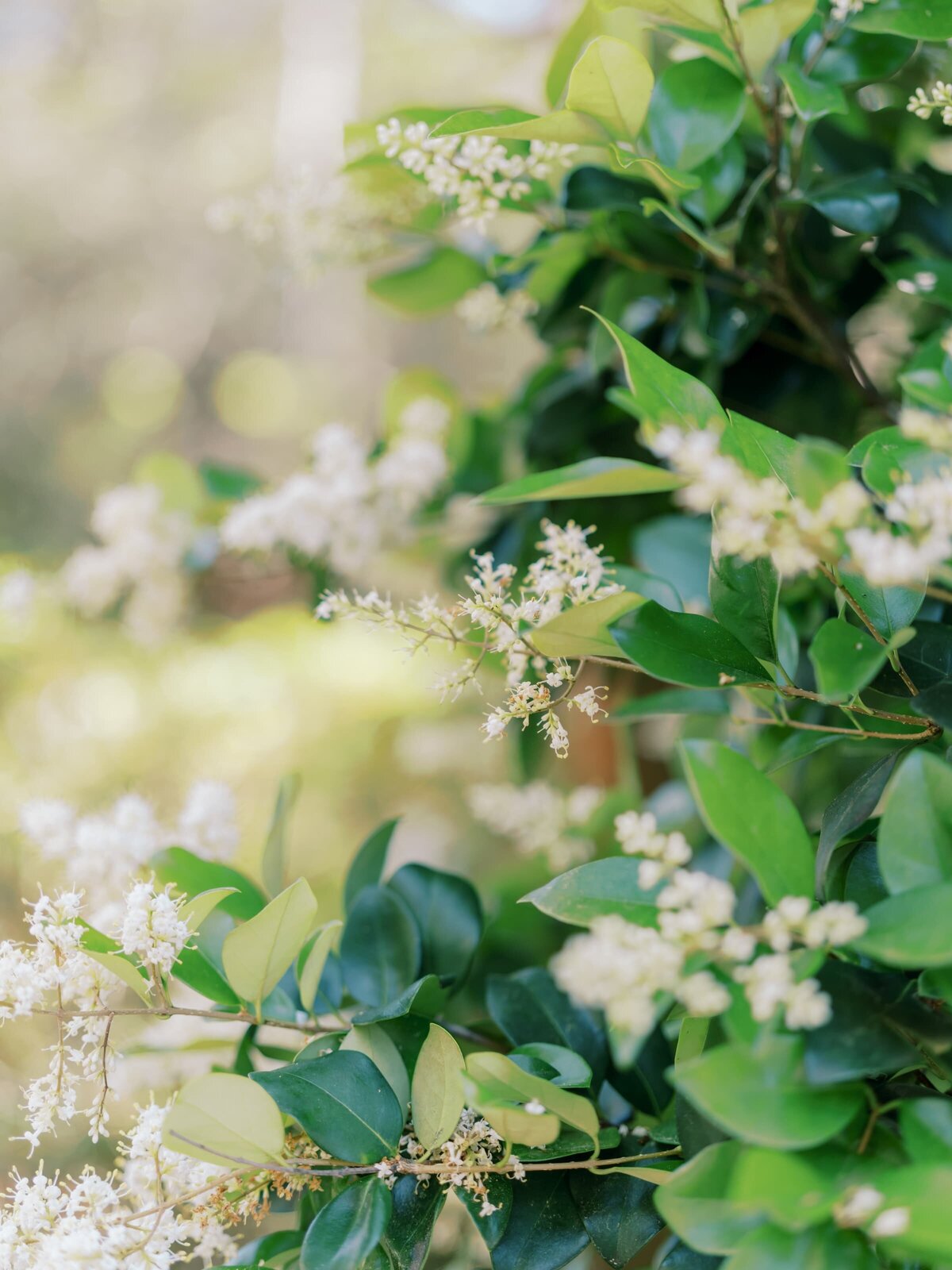 faith-roper-photography-william-aiken-house-ssa-9