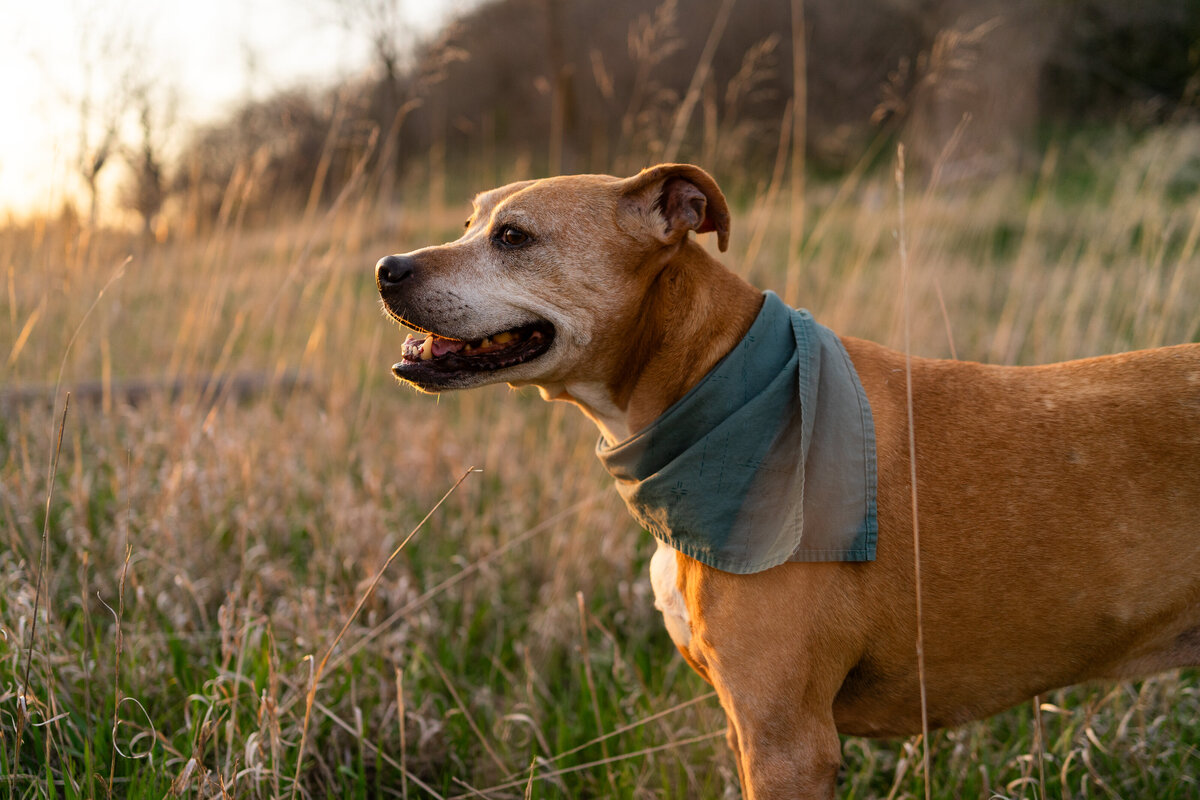 Folsom point (32 of 41)