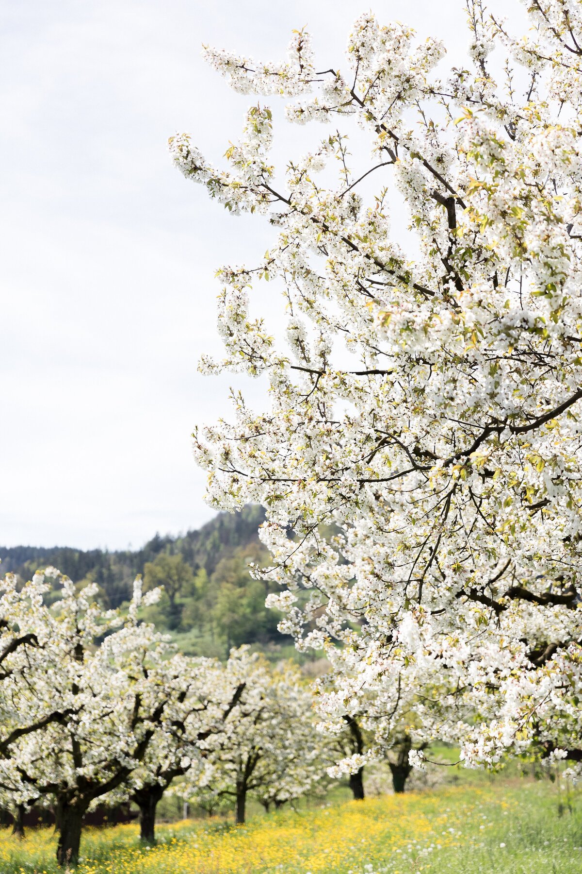 Impressionen-Cherry-Blossom-Photoshoot-2025-4