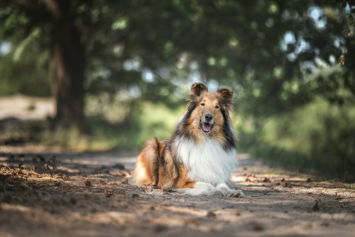 Hundefotografie-chemnitz-Tierfotografie-fotograf-Uhldingen-Bodensee-Hamburg-Dresden-Erfurt-Konstanz-5
