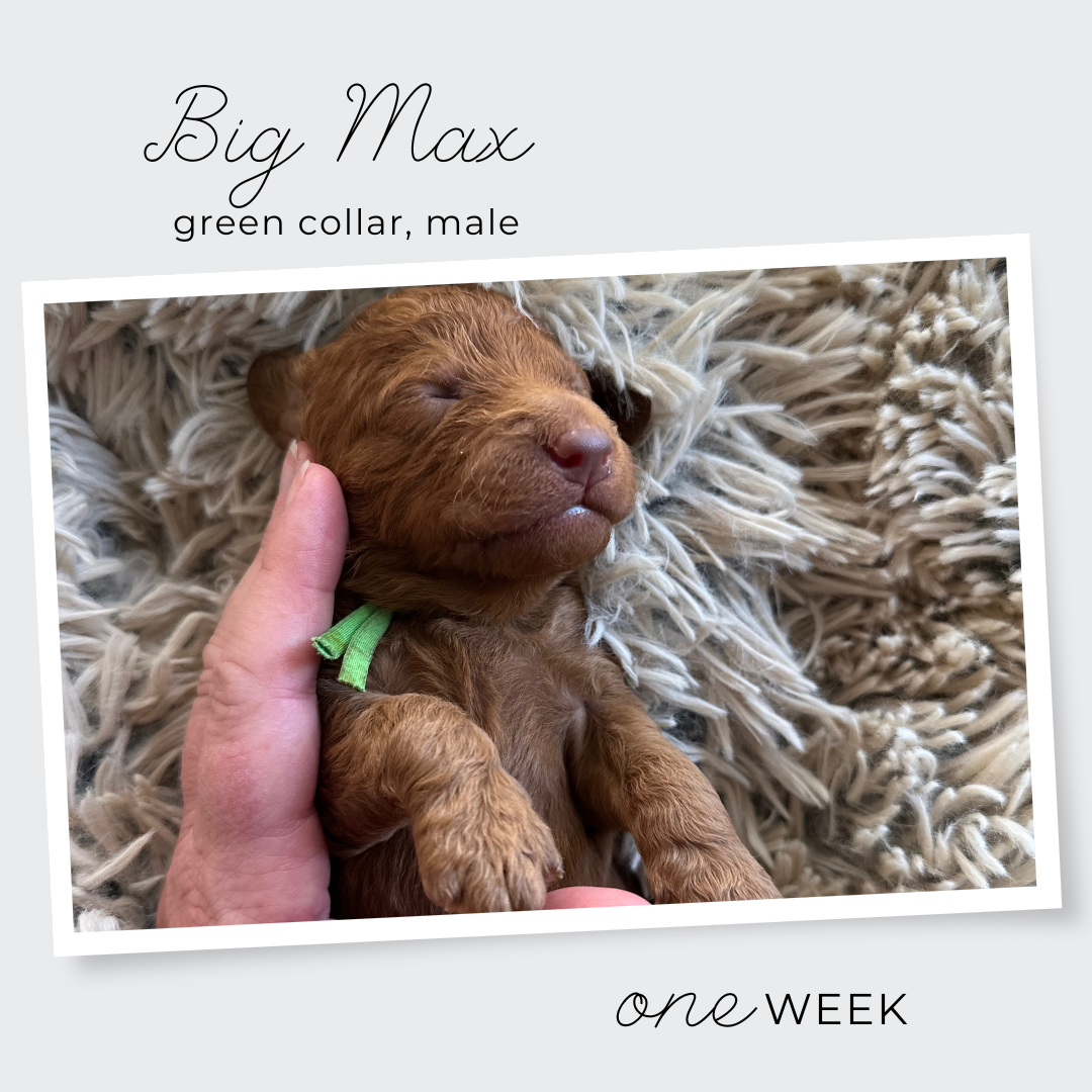Big Max The Pumpkin Litter - 2.png