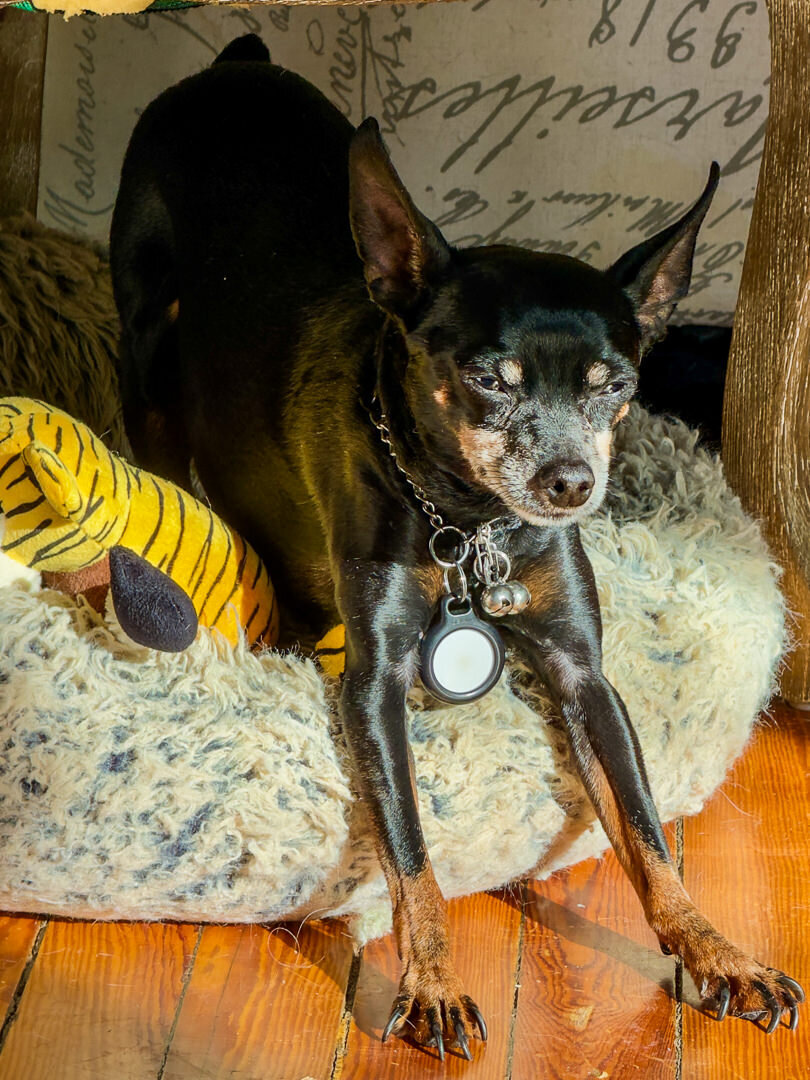 Miniature pinscher dog relaxing indoors on Alex Kaplan wedding photographer about page Bergen County NJ