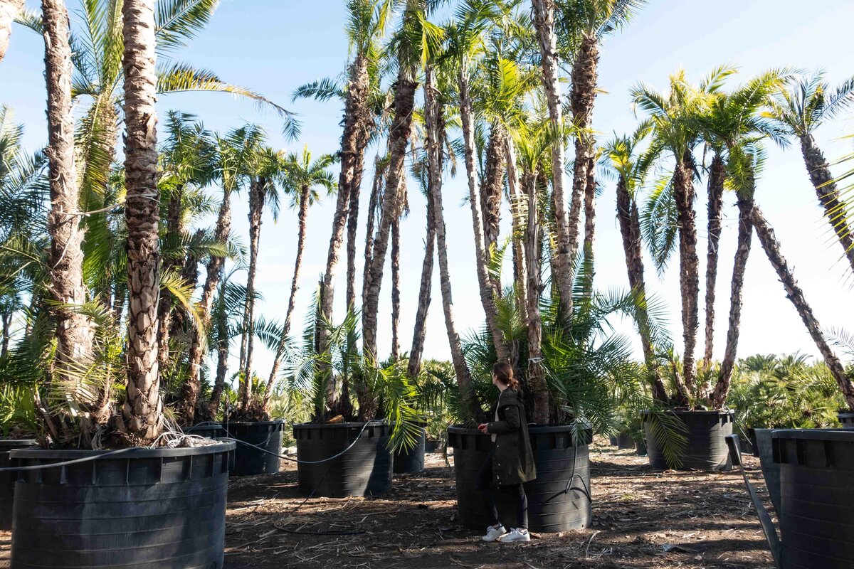 Horus paysages_sourcing_plante méditerranéenne-Claire marie lecharny-28