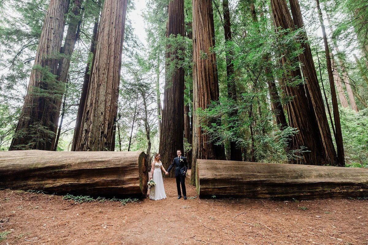 A bride and groom stand in between a giant Redwood Tree cut in half.
