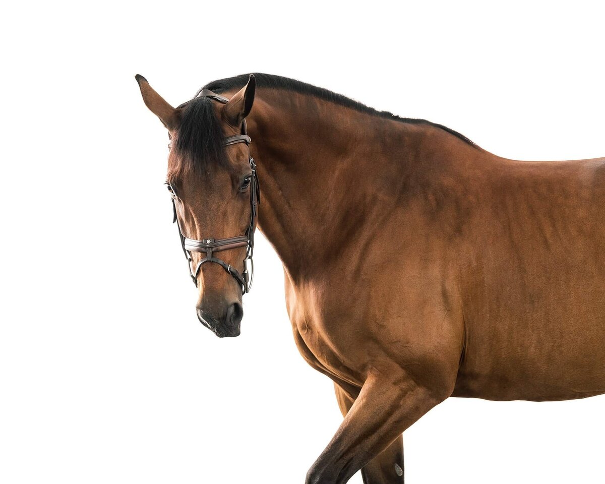 equine-white-background-pictures2024-10-04 at 10.06.57 PM 2