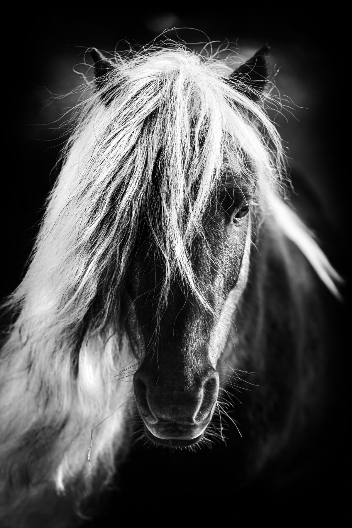 highlandpony