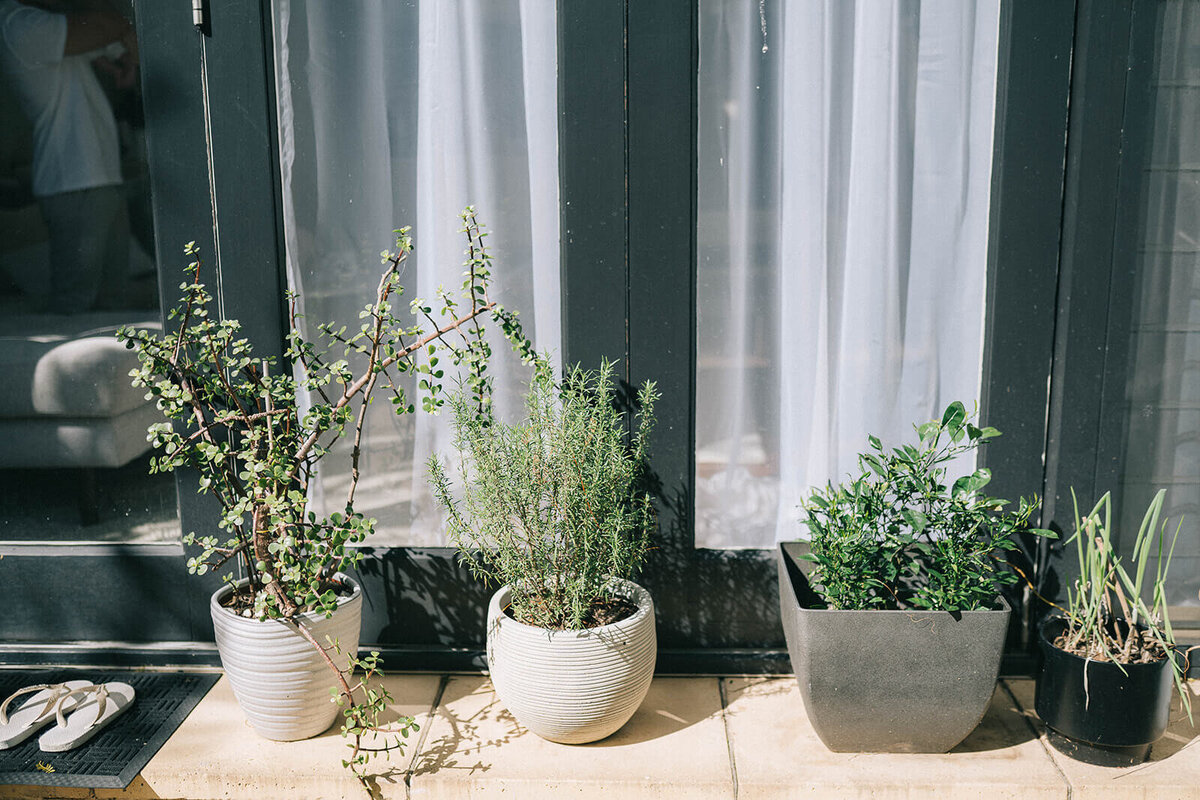 Inner-west-sydney-home-backyard