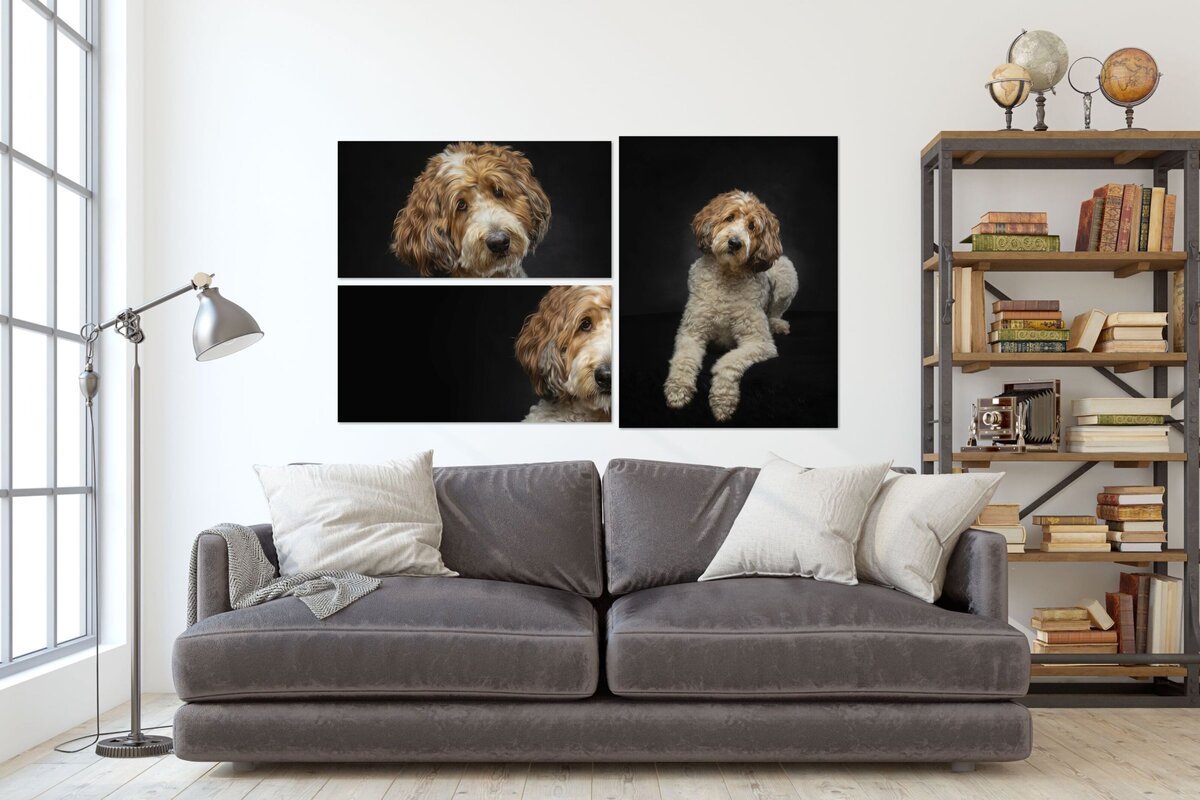 three large wall portraits of a dog above a gray couch