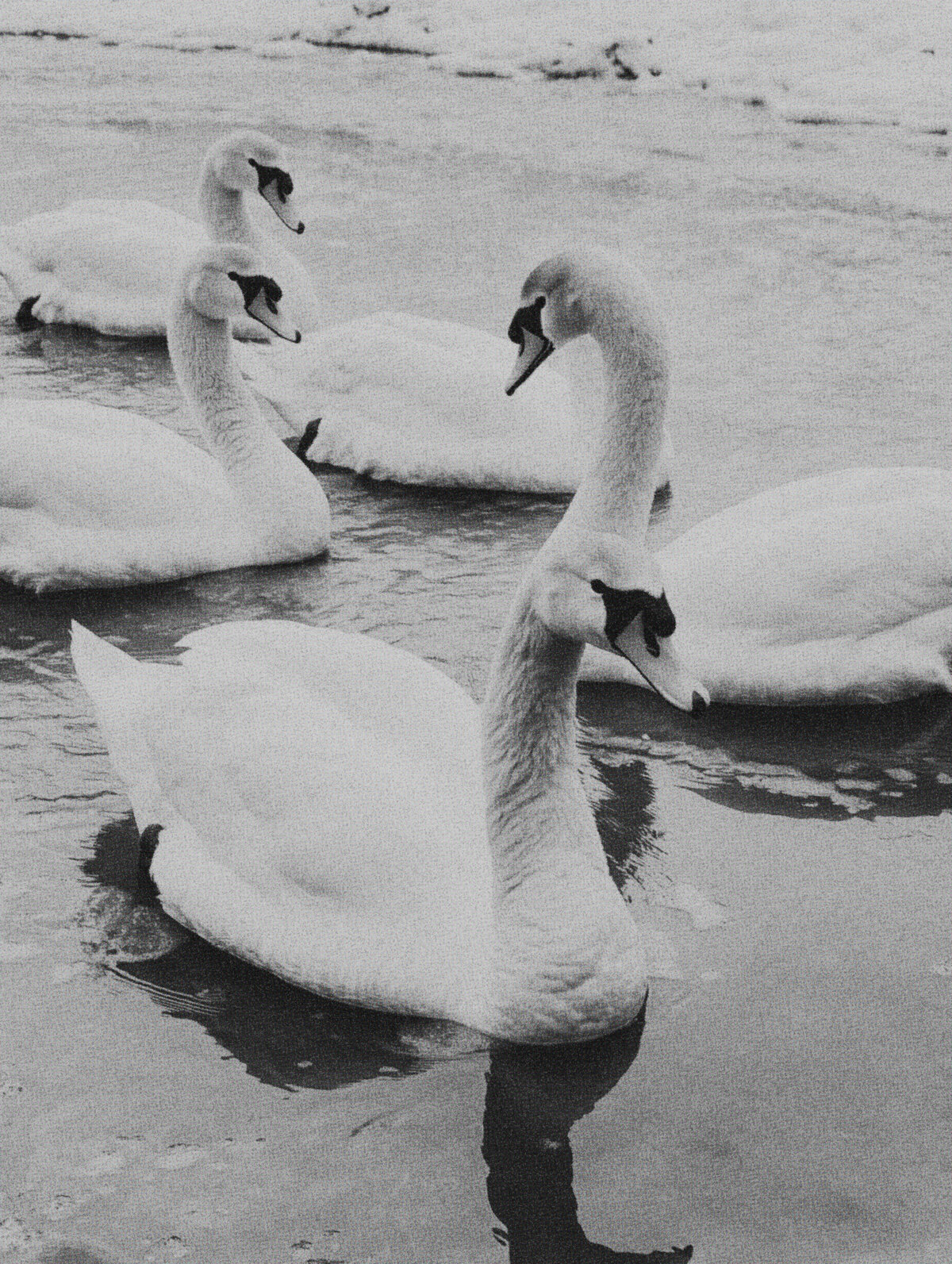 SwanBlack