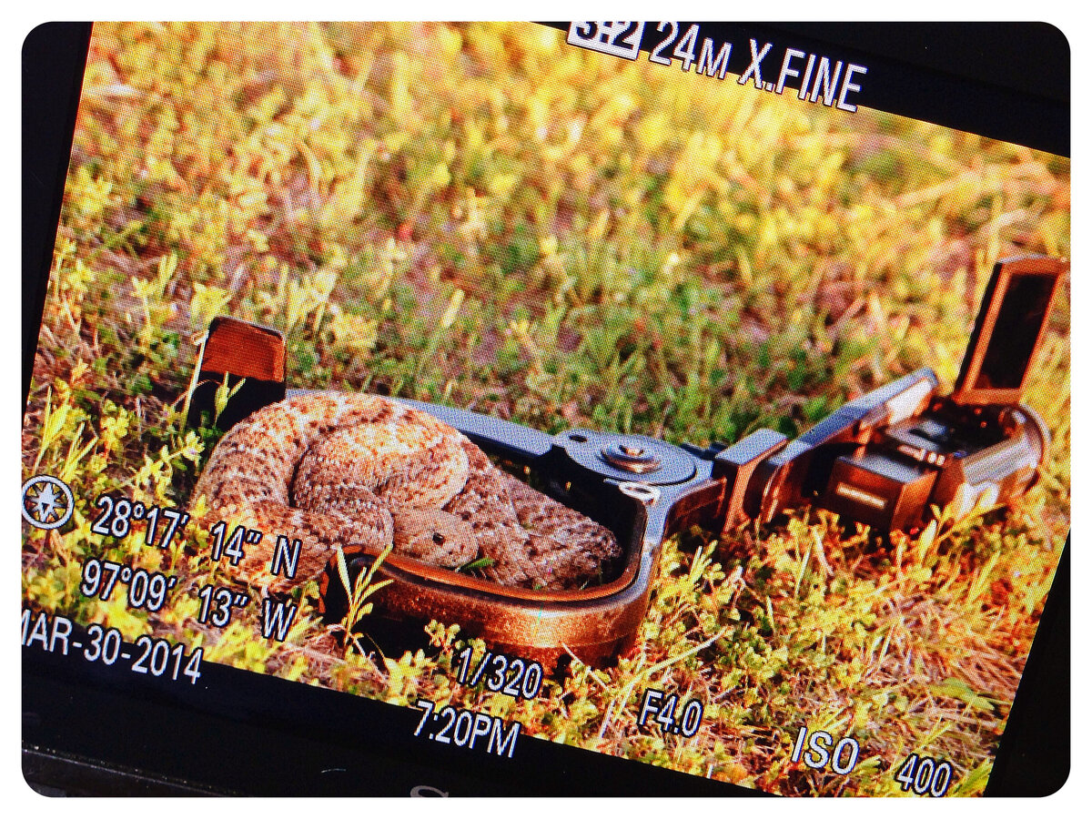 The crew of Raven 6 Studios found a rattle snake curled among their camera equipment.