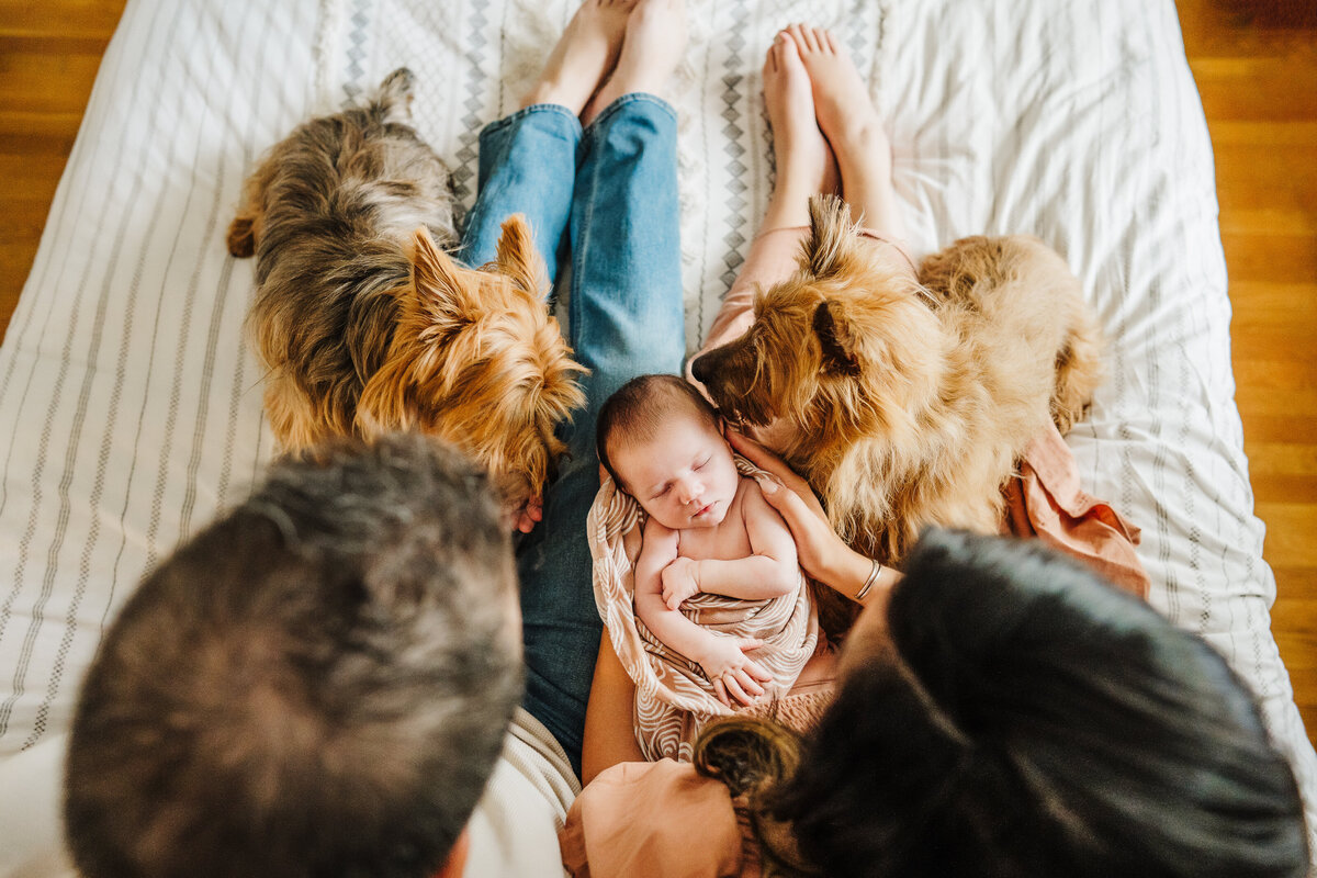 overhead photo of two dogs kissing the head of a newborn baby laying in parents laps