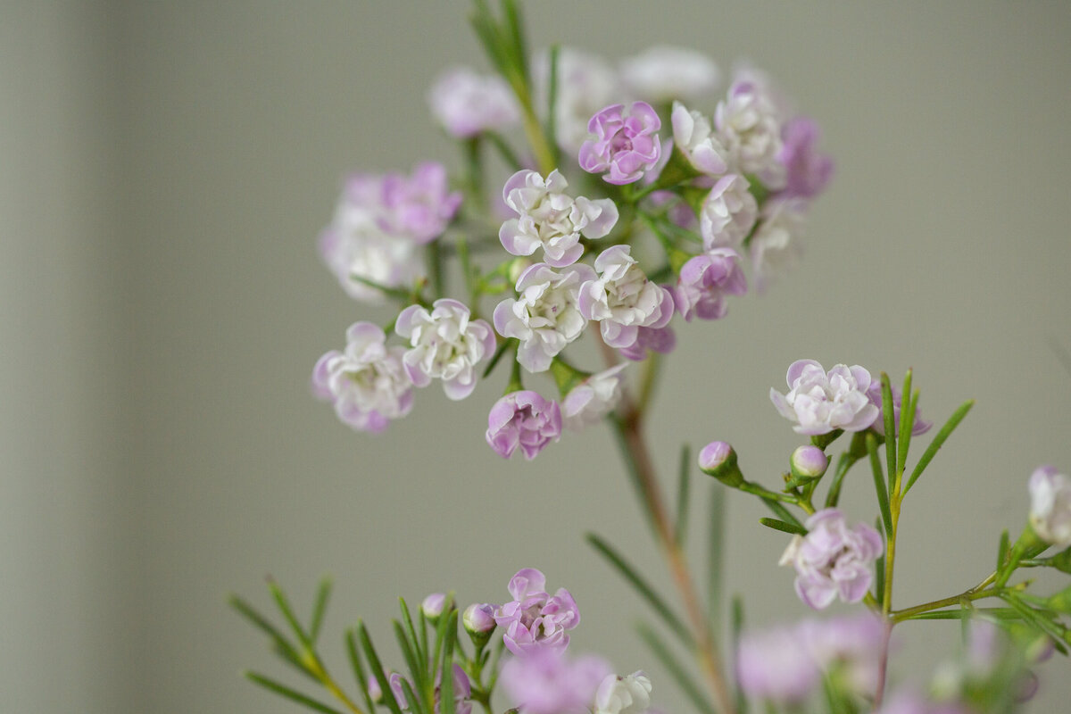 Fleurish Floral | 03.26.25-144