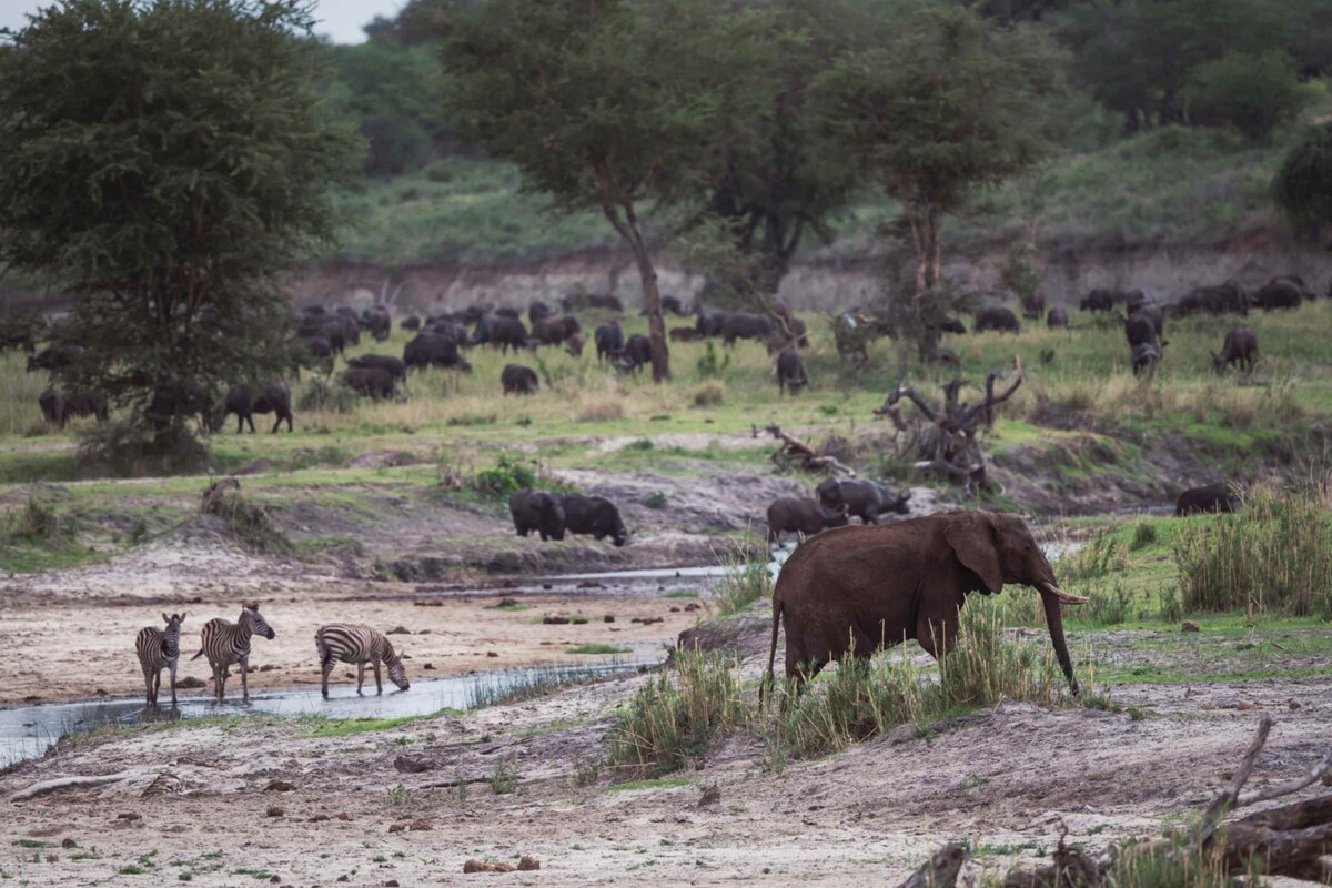 TAASA Safari Wildlife (12)