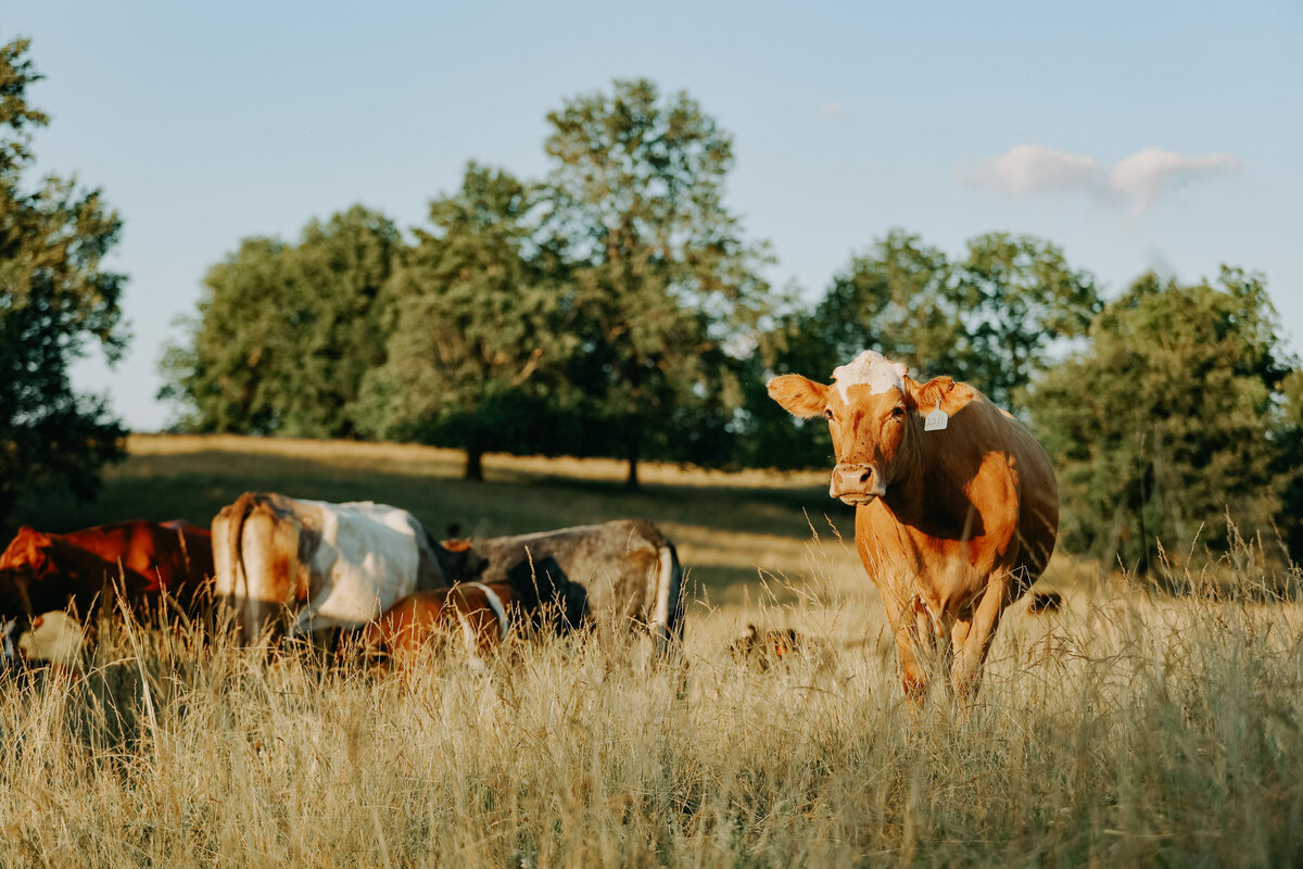 Ally lives to help agribusinesses  get in front of their audience via engaging marketing and converting websites.