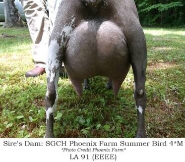 sire dam 3