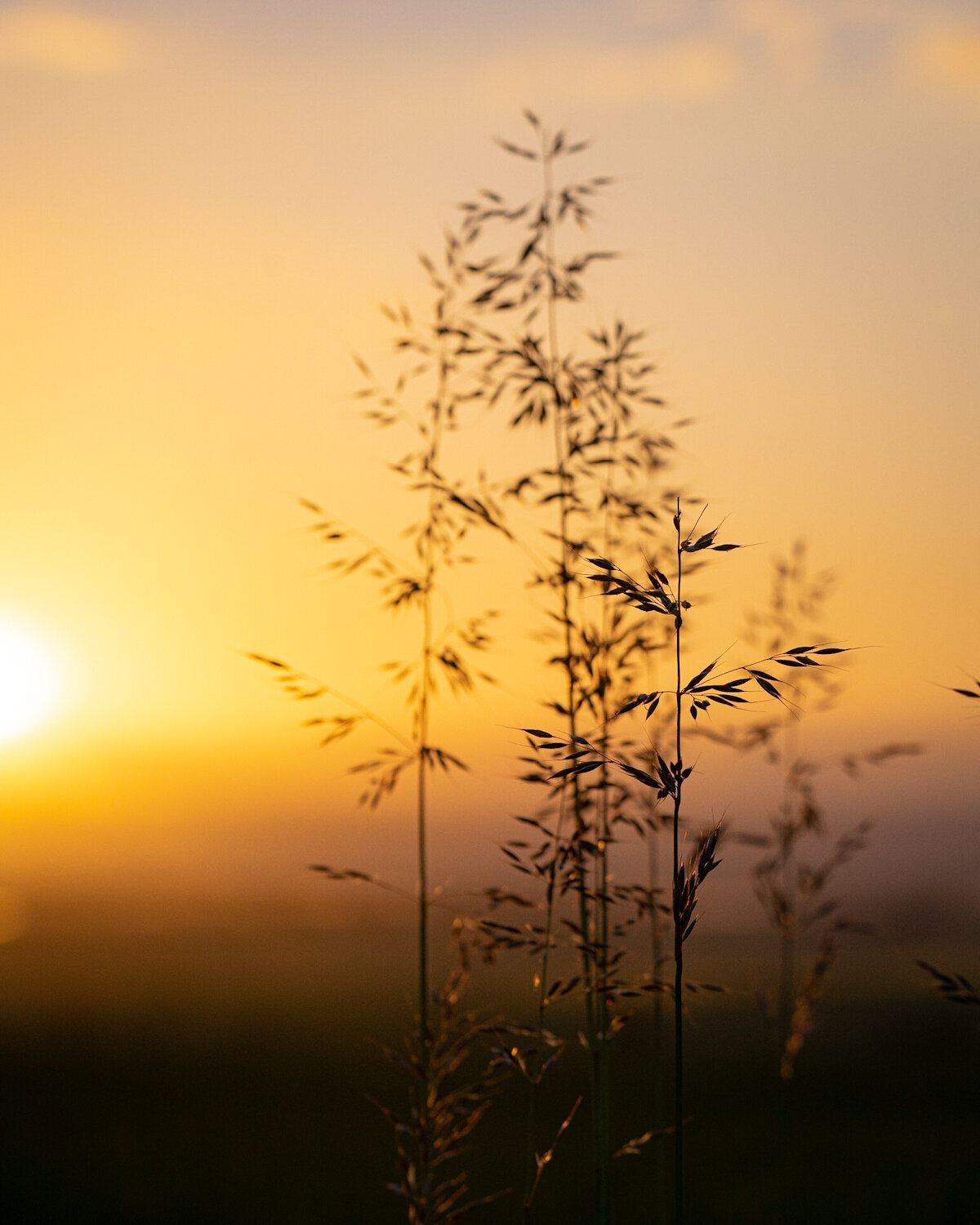 Bird_on_Birch_sunrise_1