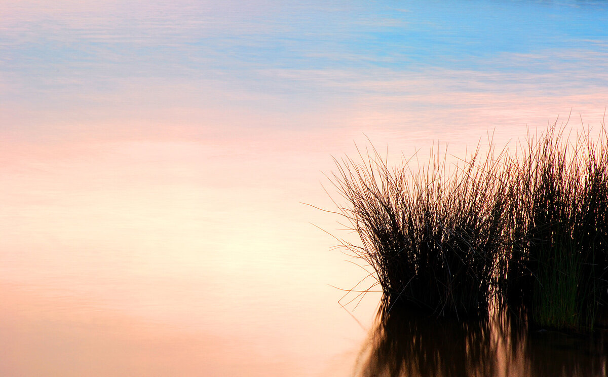Sea_Grass_web
