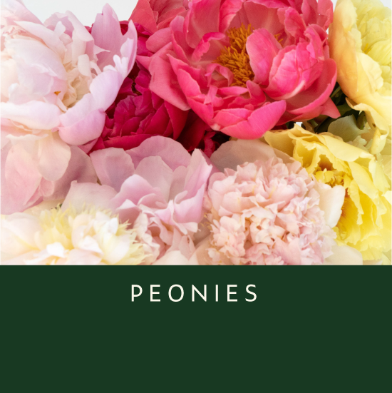 Peonies