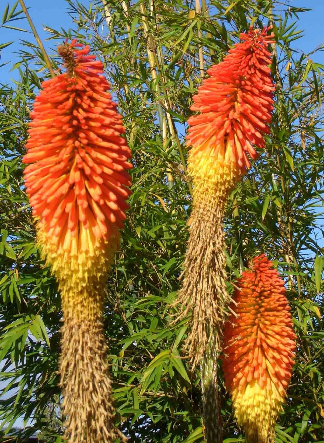 orange flowers