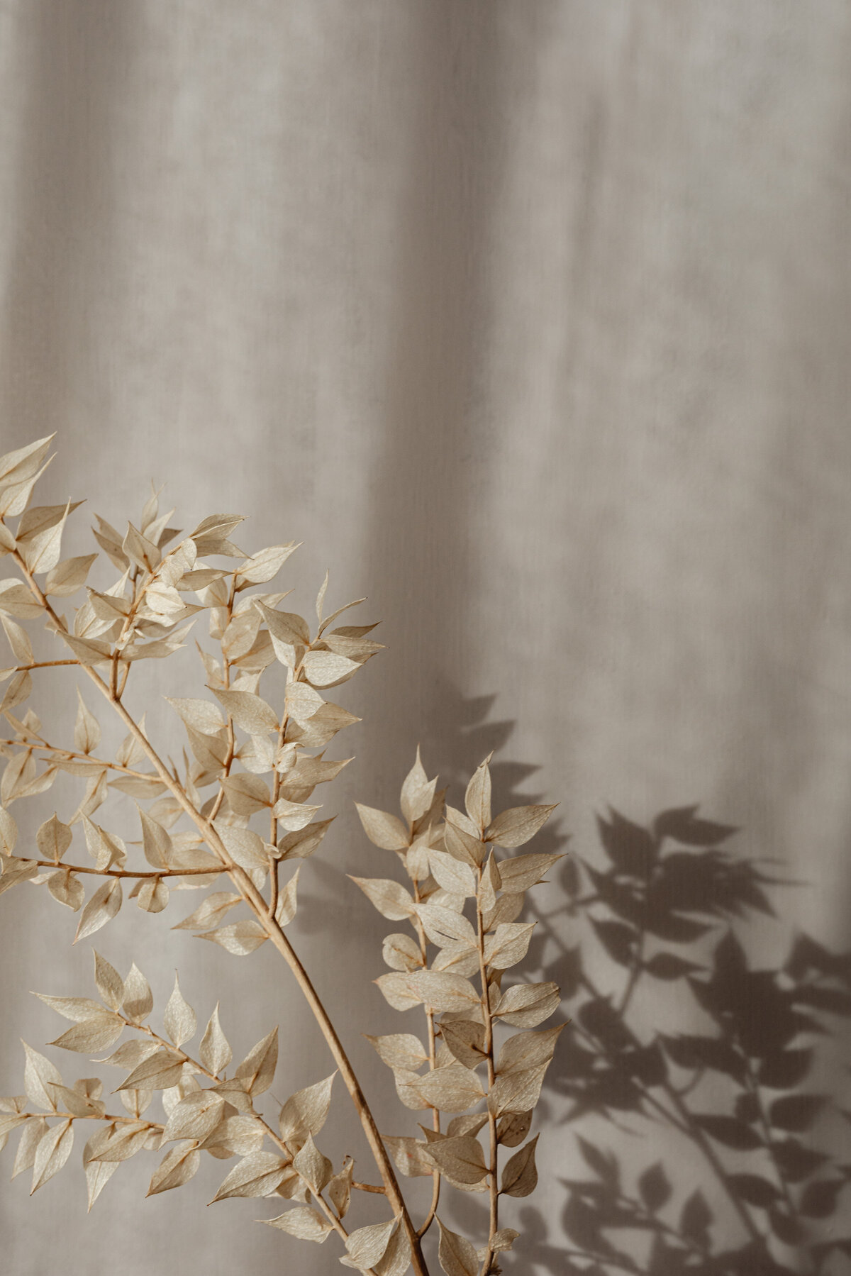 kaboompics_Minimalist Still Life - Neutral Aesthetic Backgrounds