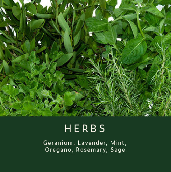 Greenery-Herbs