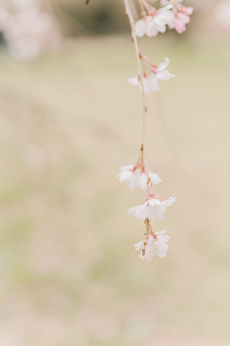 枝垂桜の桜にクロースアップした写真