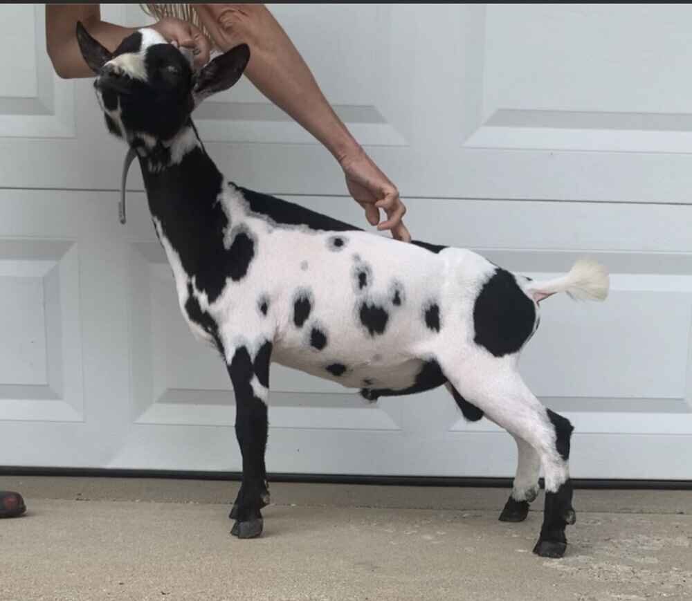 nigerian-dwarf-goat-pete-kid-2