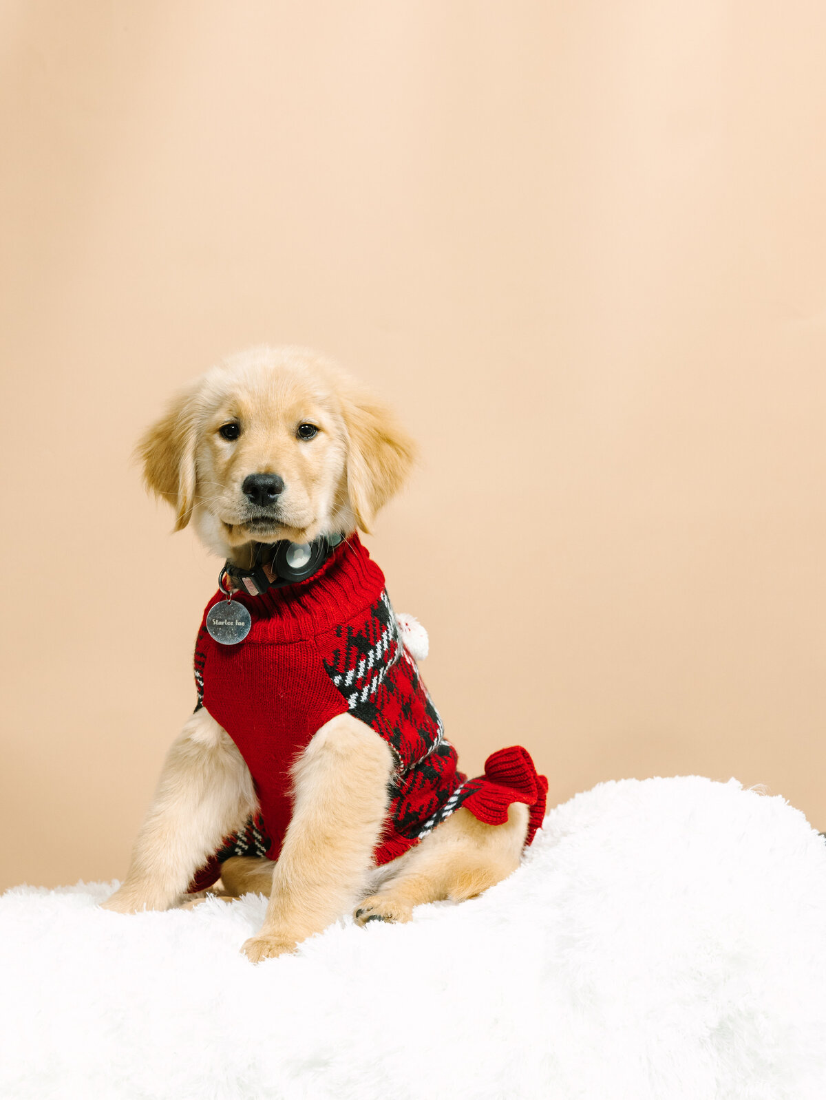 Holiday-Dog-Portraits-Maya-Lovro-Photography-Starlee-21