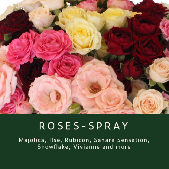 Roses-Spray
