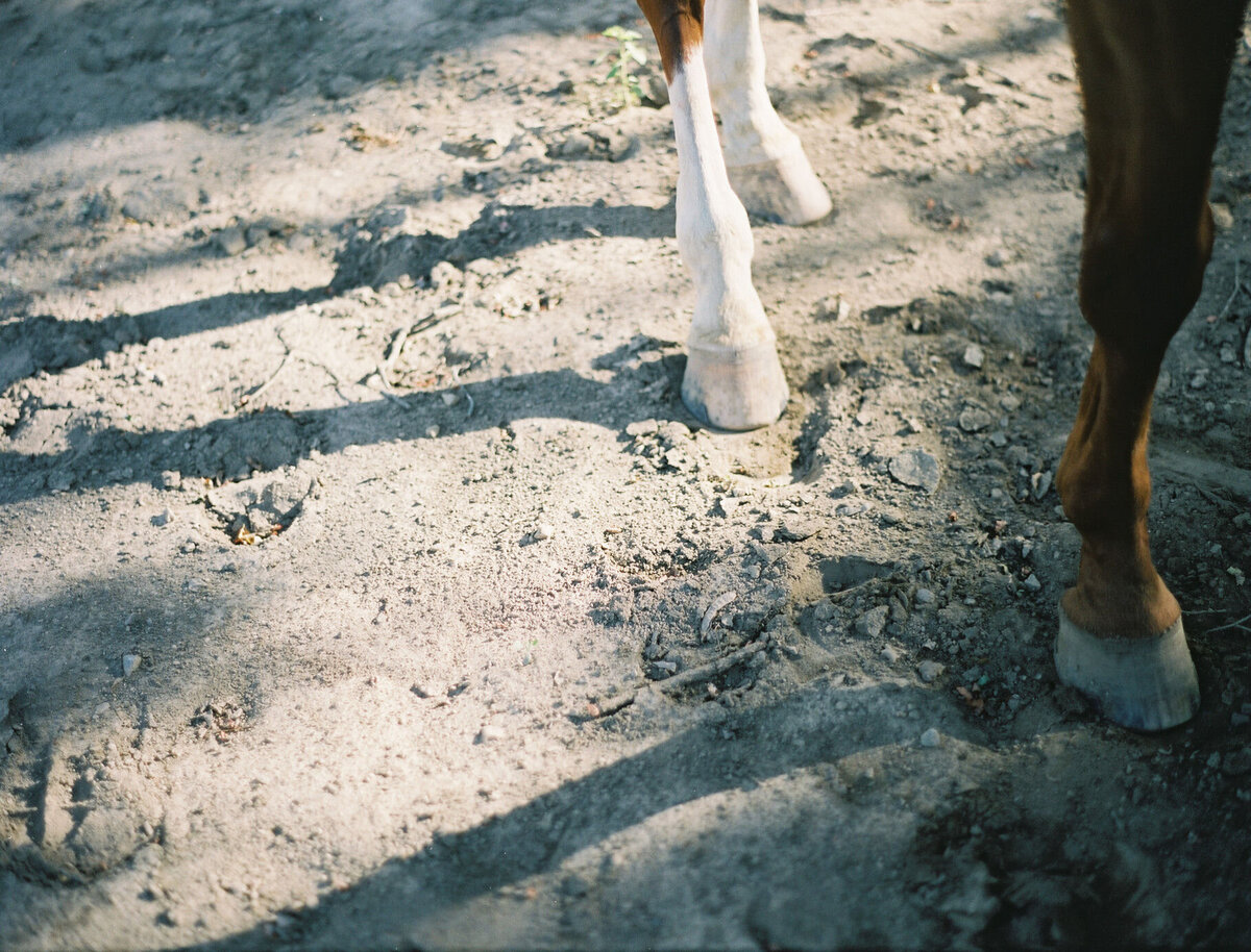 Saratoga-horse-photographer-347