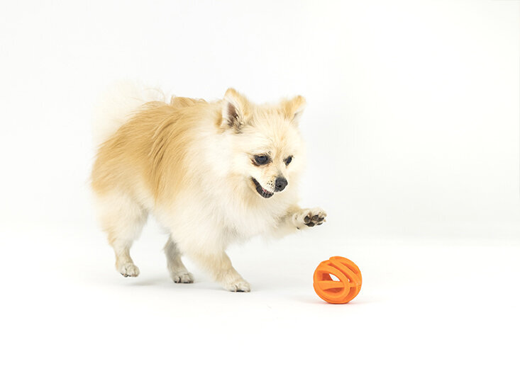 sample-gallery-pet-photo-session-dog