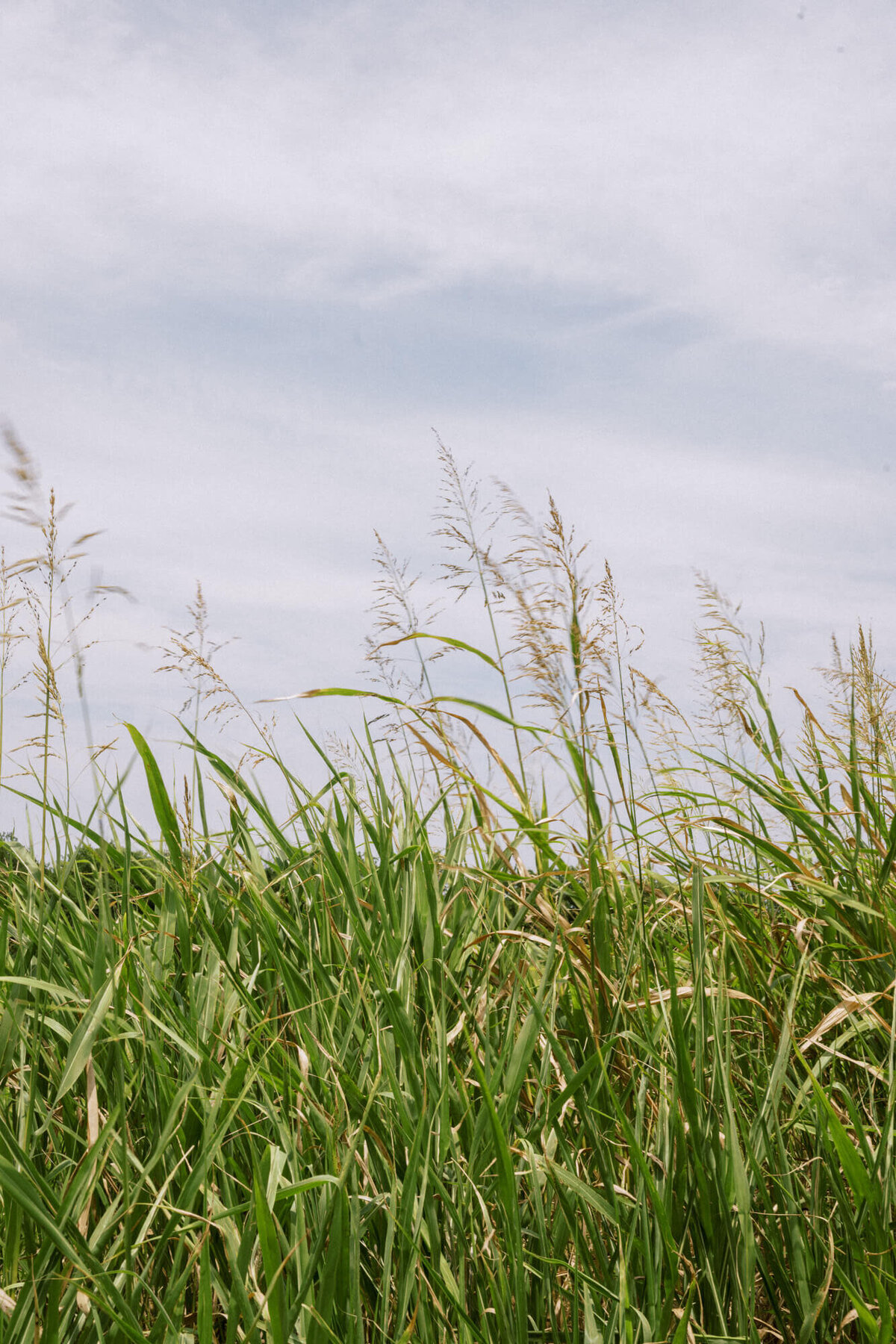 tall-grass-blowing-in-the-breeze