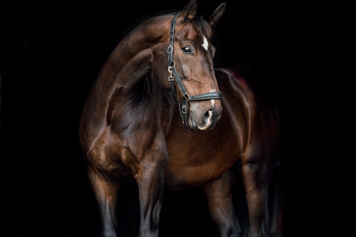 1-Clair's Horses | Oden & Janelle Photographers LLC 2023 | JJH_7552