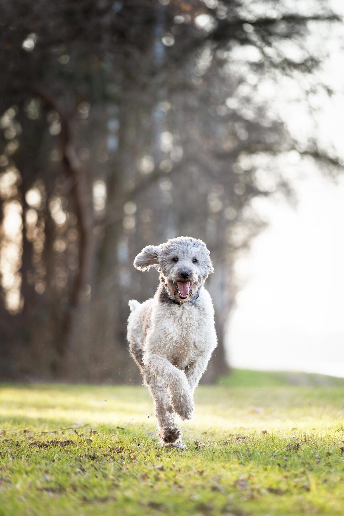 Hondenfotografie-in-de-natuur---ByMarita-Fotografie-16